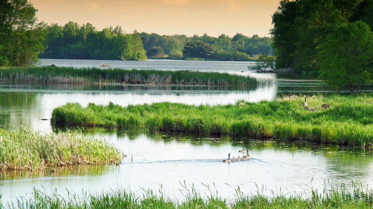 Marsh with a family of ducks